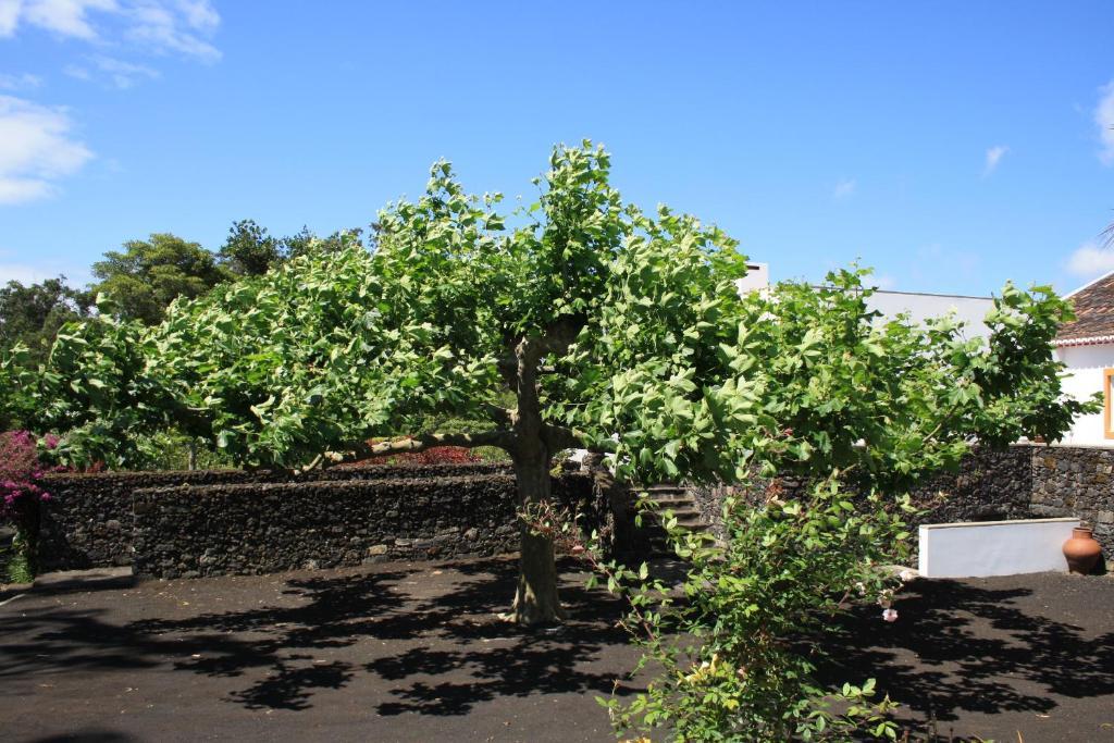 Quinta De São Caetano - São Miguel Açores *